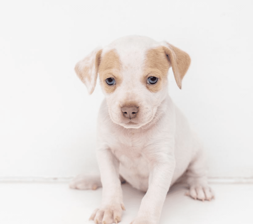 Phoebe, an adorable 1 month old, light brown and white Hound puppy available for adoption at Animal haven in New York